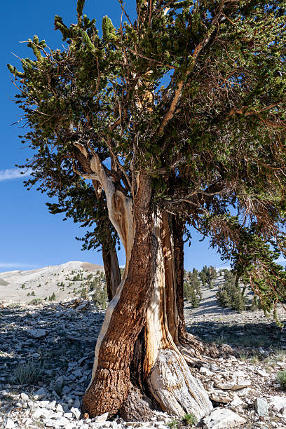 Ancient Bristlecone Pine Tree in White Mountains, CA. Home to the oldest living trees on Earth.