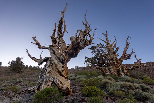 Ancient Bristlecone Pine Tree in White Mountains, CA. Home to the oldest living trees on Earth.
