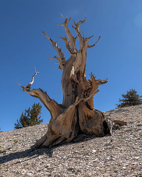istock Ancient Bristlecone Pine Tree in White Mountains, California. 2246957632