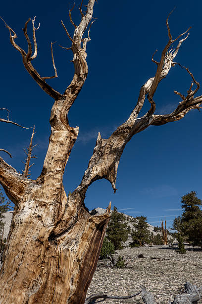 istock Ancient Bristlecone Pine Tree in White Mountains, California. 2246957661
