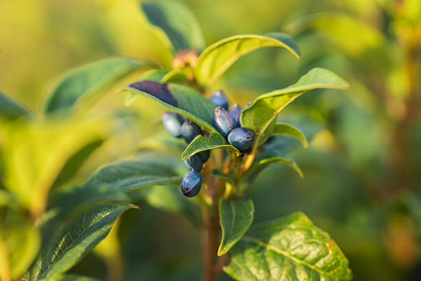 Focused view of viburnum berries and surrounding leaves in warm sunlight