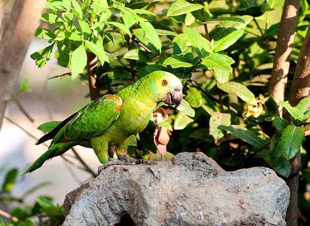 The Pantanal is  the world's largest natural tropical wetland area and the world's largest flooded grasslands, located mainly within the Brazilian Mato Grosso do Sul, extending into Mato Grosso as well as Bolivia and Paraguay.  Approx. 80% of the Pantanal floodplains are submerged during the rainy seasons, feeding a diverse collection of aquatic plants that help to support a dense spectrum of animal species. Today The Pantanal faces numerous serious ongoing threats to its survival, most of which are attributable to Man