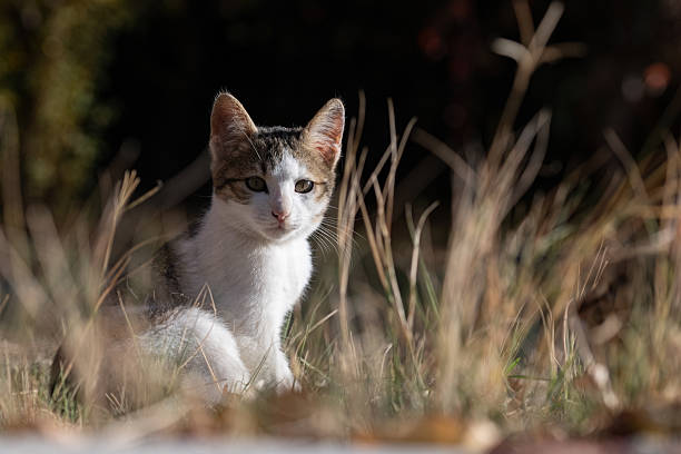 istock A white and gray patterned kitten posing among tall grass. Soft light, dark background. 2246961094