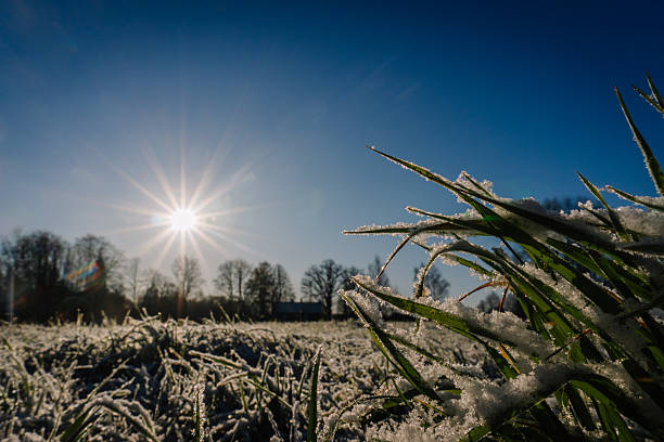 istock Frost-covered grass glistens under the bright sun, creating a stunning winter landscape with clear blue skies and trees in the background, showcasing nature's beauty and tranquility 2246961598