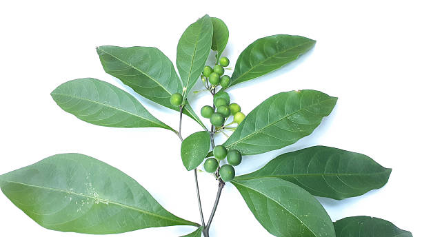 istock Solanum diphyllum fruit 2246961628