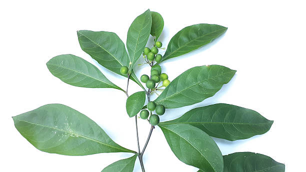istock Solanum diphyllum fruit 2246961688
