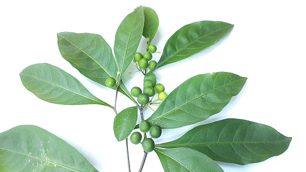istock Solanum diphyllum fruit 2246961689