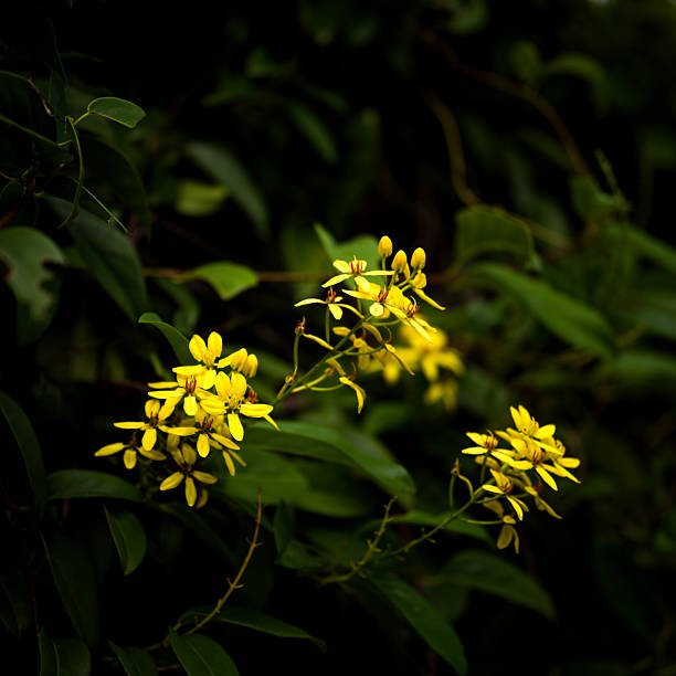 Flowers of rubiaceae tree or Jungle geranium ,Ixora coccinea