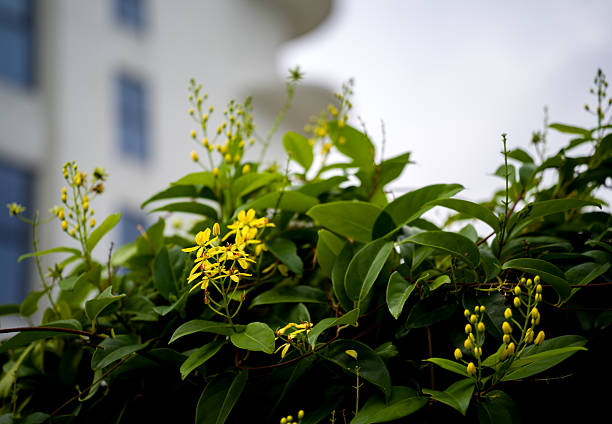 Bright yellow flowers and lush green leaves contrast with a softly blurred modern white building, highlighting nature’s vibrancy in an urban setting.