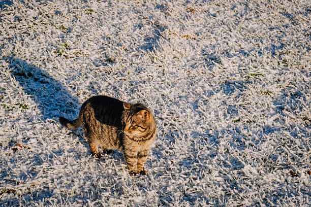 Gray Scottish fold cat with Yellow Eyes is Walking in the garden.  Winter.  Snowy day