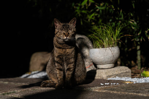 Young stray cat sitting in the backyyard and looks funny at camera.