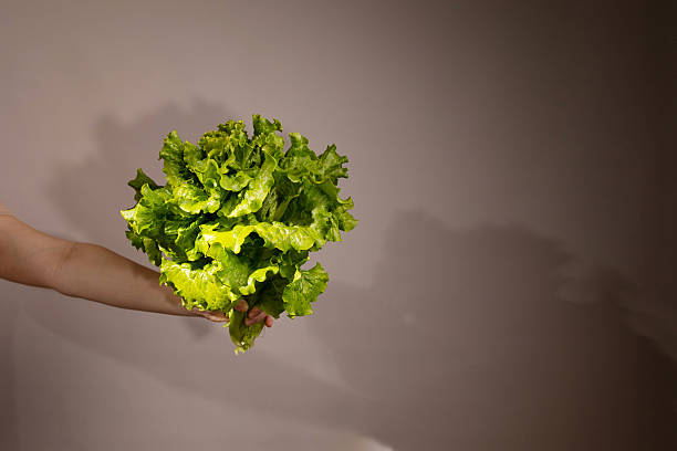 istock Freshly Harvested Lettuce Held in Hands Against a Neutral Background 2246963280
