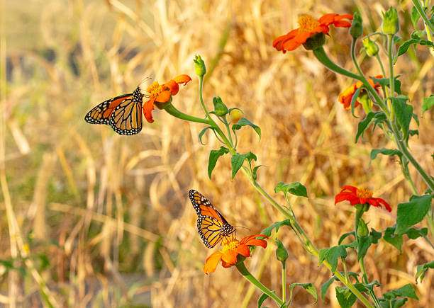 A beautiful monarch butterfly, feeding on the flowers of a butterfly bush.