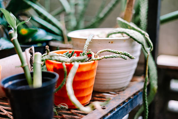 A diverse collection of healthy potted succulents and houseplants sits on a rustic metal shelf, showcasing vibrant greenery in a natural, home garden setting.