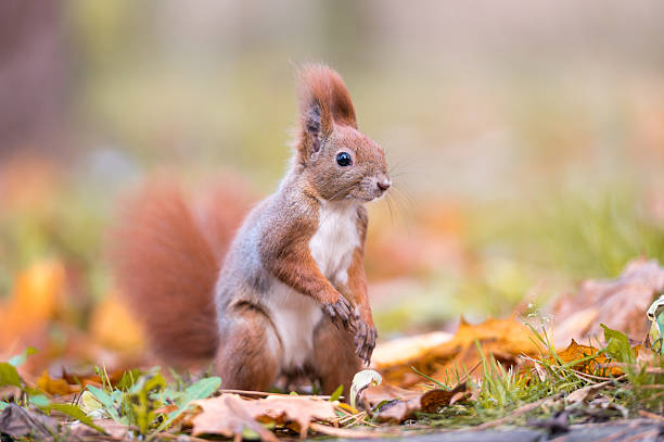 istock A squirrel in the park is eating nuts. Beautiful autumn. Sciurus vulgaris, Eurasian red squirrel. 2246964278