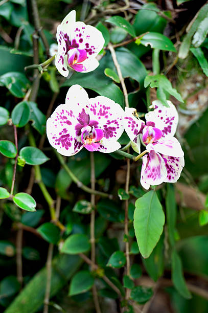 istock Phalaenopsis - Moth Orchid, Paraty, Brazil 2246965147