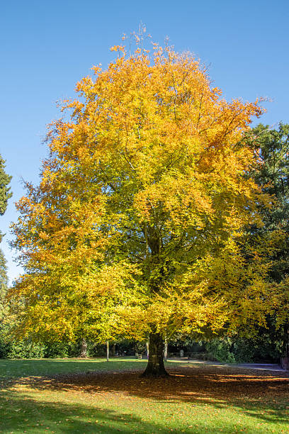 istock Beech tree in full autumn colours on a bright sunny day 2246965182