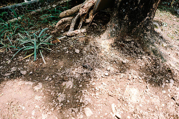 A close-up view of dry, rocky soil at the base of a tree, featuring exposed roots, green foliage, and a small, camouflaged frog. The natural texture provides an earthy background.