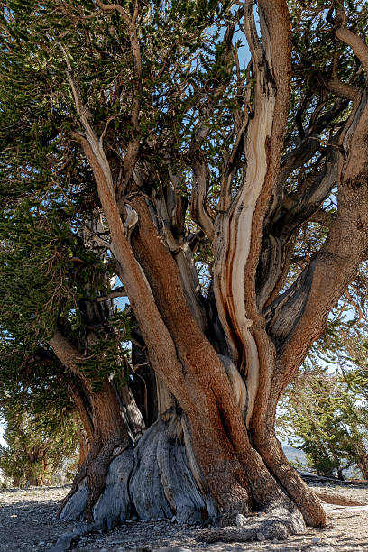 istock Ancient Bristlecone Pine Tree in White Mountains, California. 2246968032