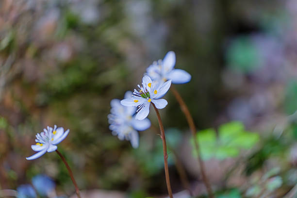 istock Delicate Wildflowers in the Forest 2246968427