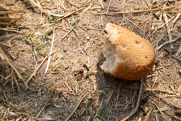 Many ants around an anthill