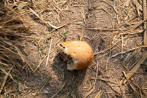 Ants are busy crawling on and around a discarded piece of bread, diligently working together to transport food across the dry, sandy ground with scattered straw