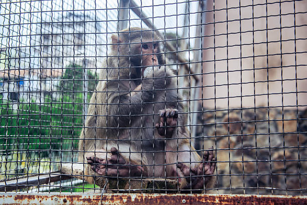 Close up macaque monkey portrait behind zoo fence, eating. High quality photo