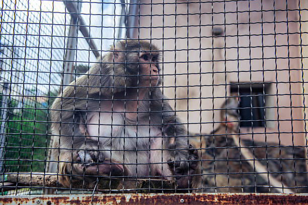 istock Close up macaque monkey portrait behind zoo fence. 2246969285