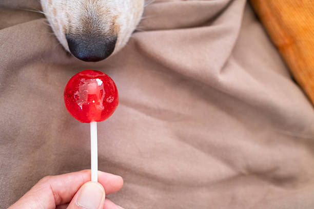 Dog's wet nose sniffing a red lollipop held by a human hand, playful close-up showing curiosity and bonding between pet and owner over a tempting sweet treat