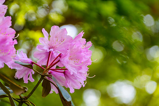A close-up of vibrant pink rhododendron flowers blooming, with a beautifully blurred green background highlighting the blossoms.