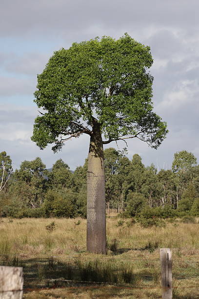 Narrow-leaved bottle tree or Queensland bottle tree (Brachychiton rupestris), Queensland, Australia