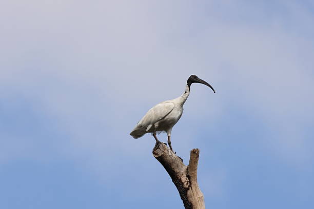 istock Australian white ibis (Threskiornis molucca)  Queensland, Australia 2246972268
