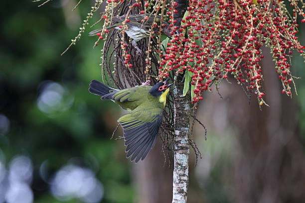 istock Australasian figbird (Sphecotheres vieilloti)   Queensland, Australia 2246972420