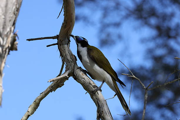 istock blue-faced honeyeater (Entomyzon cyanotis)  Queensland, Australia 2246972766