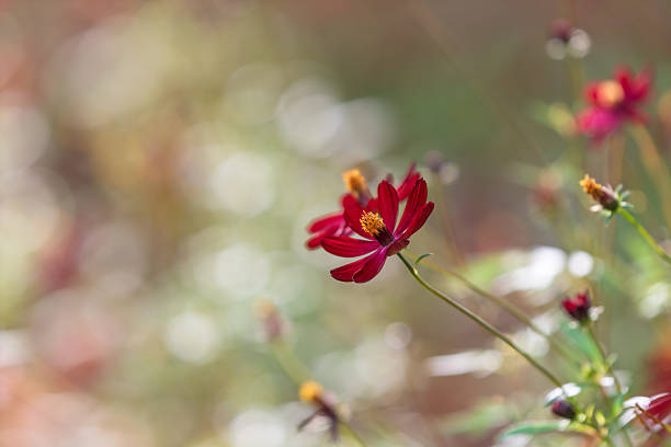 A striking red cosmos flower glows in the sunlight, contrasted against a very soft and dreamy bokeh background with warm tones.