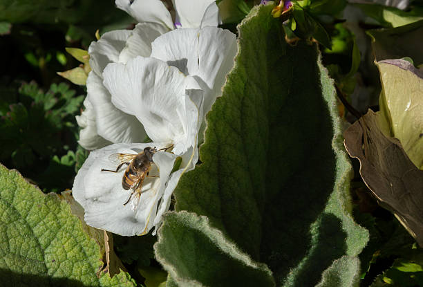 istock Bee collecting pollen on white flower in bright natural sunlight 2246974792