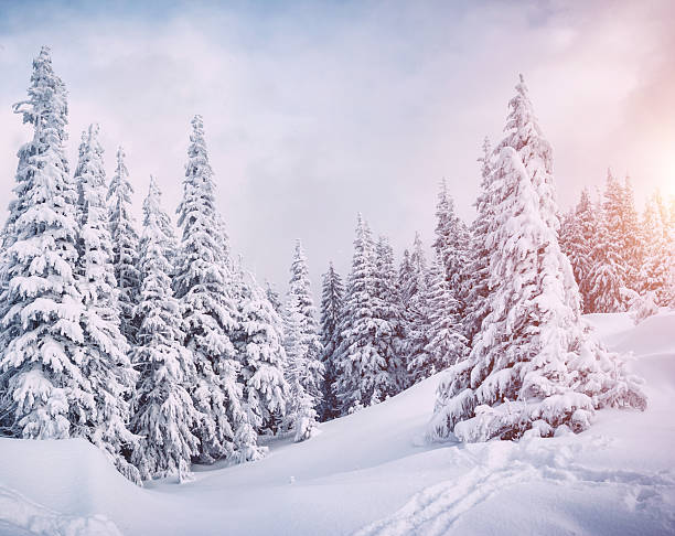 istock Frozen white spruces on a gloomy day. Location Carpathian mountain, Ukraine. 2246977004