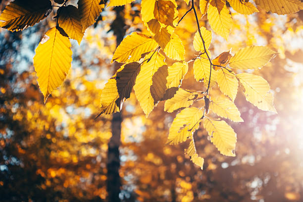 istock Breathtaking view of magic trees in warm light. 2246977661