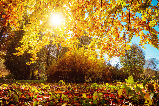 istock The bottom view of magic trees in warm light. 2246977721