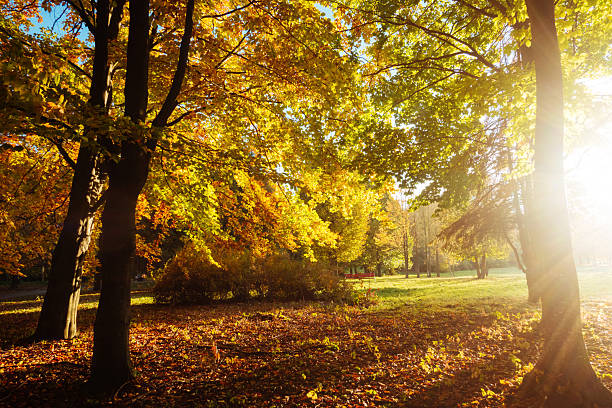 istock The bottom view of magic trees in warm light. 2246977876