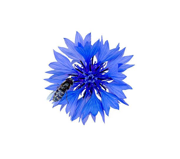 Close up of blue cornflower flower, isolated on white background. Blue Cornflower Herb or bachelor button flower.