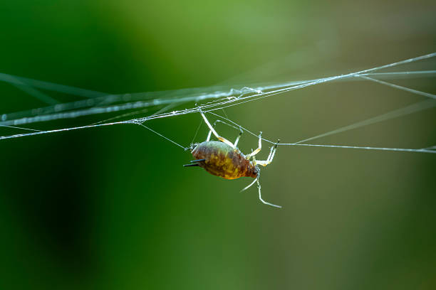 istock Macro shot of an Aphid hanging on a spider web strand. 2246978058