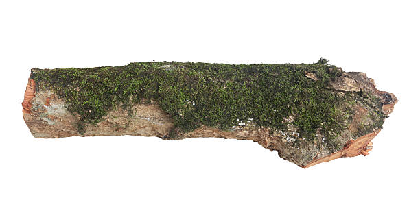 istock Realistic isolated tree log covered with green moss on a white background, perfect for nature design, forest elements, botanical textures, crafting materials, and environmental visual compositions. 2246979604