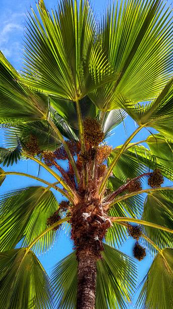 istock Seychelles palm tree canopy against blue sky 2246980061