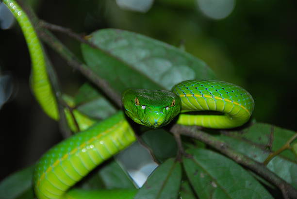 istock Colorful snake coiled on a branch in natural environment 2246980211