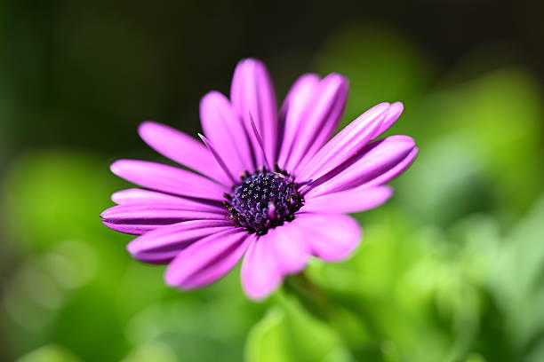 istock Purple Daisy in Bloom on a Sunny Day 2246981228