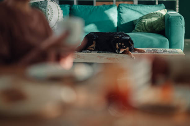 Small black dog relaxing on a wooden coffee table in a modern living room with a person out of focus holding a cup