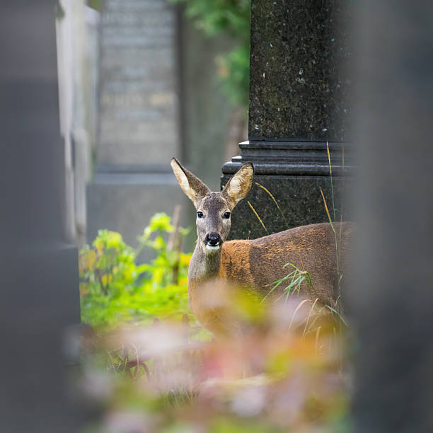 istock young roe deer on viennas zentralfriedhof cementary 2246983249
