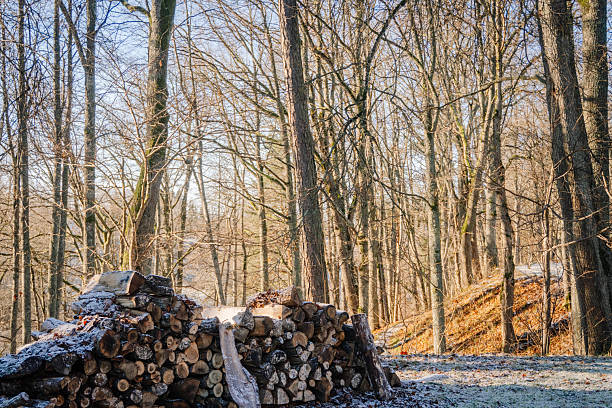 Firewood stacked neatly in a peaceful forest, with sunlight streaming through tall trees, creating a tranquil atmosphere and highlighting the beauty of nature