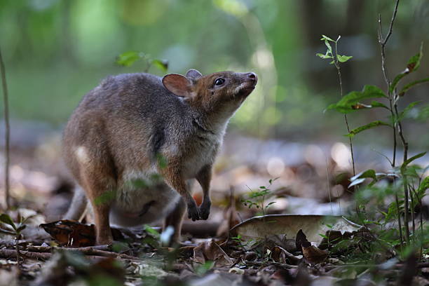 red-legged pademelon (Thylogale stigmatica) in the rainforest Queensland, Australia